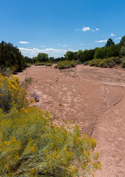 Arroyo Dry River Bed with Yellow Blooming Chamisa Rabbitbrush
