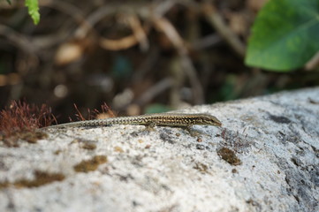 jeune lézard des murailles sur un muret