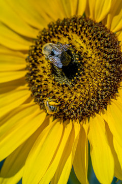 Bees covered in Pollen on Big Yellow Sunflower