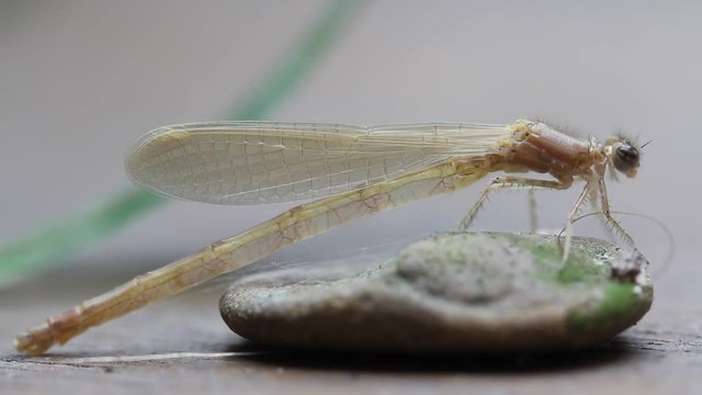 Nahaufnahme einer Kleinlibelle