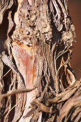 Stary pień winorośli