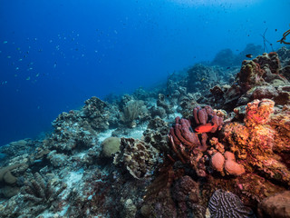 Seascape in turquoise water of coral reef in Caribbean Sea / Curacao with Blackbar Soldierfish,...