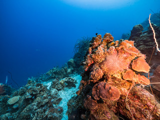 Fototapeta na wymiar Seascape in turquoise water of coral reef in Caribbean Sea / Curacao with fish, coral and sponge
