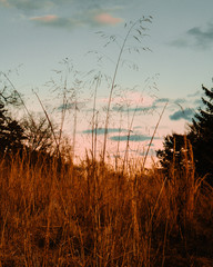 Fototapeta premium A Large Field of Orange Plants With One Plant Longer than The Rest