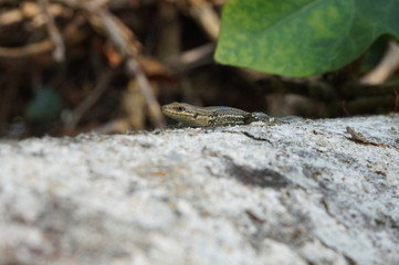 jeune lézard des murailles sur un muret