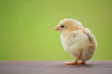Close up a yellow chick on the wooden floor and on green background for concept design and decoration