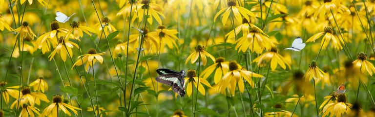 オオハンゴンソウの群生