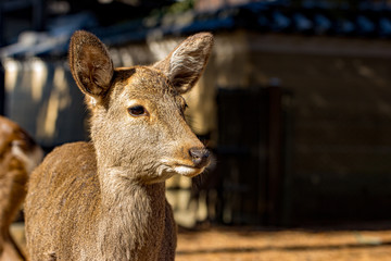 Japanese Sika Deer Looking to the Side
