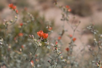 Radiant orange inflorescence blooming from Apricot Globemallow, Sphaeralcea Ambigua, Malvaceae,...