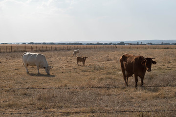 cows in a field