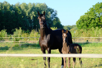 horse and foal
