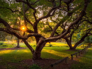 Backlit Jacaranda Trees with Twisted Branches and Sunburst