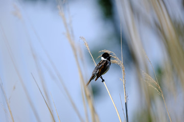 The common reed bunting bird sitting on branch.