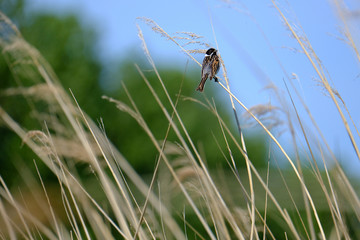 The common reed bunting bird sitting on branch.