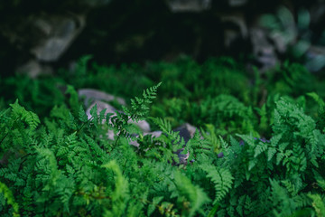 Ferns Growing Under a Lava Flow