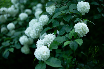 白い紫陽花
