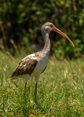 Juvenile White Ibis