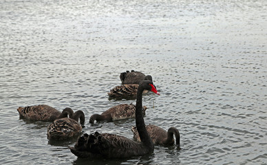 Fototapeta premium Black swan close up - Sorrento Front Beach - Victoria, Australia