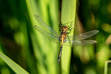 Vertical Dragonfly on a Wetland Reed