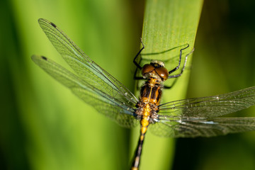 Dragonfly Close Crop on a Reed