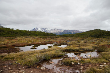 Peat fen in the Andes mountains. Natural peat bog with Sphagnum magellanicum moss in the mountain forest. 