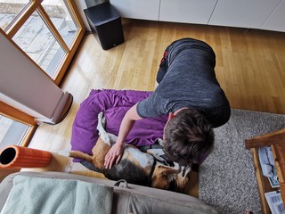 A man is stroking his dog -  Dog love- Animals - Beagle lies in its basket - dogs at home - Beagle Harrier is relaxing