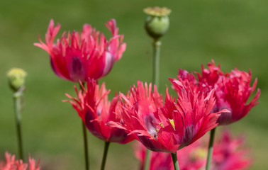 Naklejka premium Cluster of beautiful oriental red poppies, photographed in an urban garden in the sun.