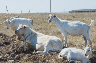domestic white goats grazing in the meadow