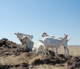 domestic white goats grazing in the meadow