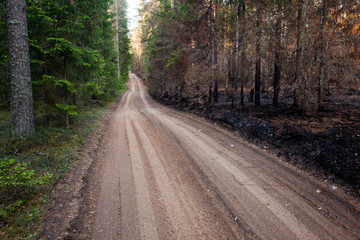 A small dirt road through a woodland with burnt trees after wild fires on one side and a lush coniferous forest on the other. 