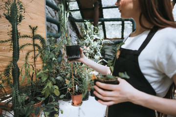 Woman gardener holding plant sprout in a small pot for plant germination, potted houseplants on background. Home gardening, hobby.