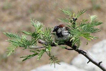 Sparrow on a branch 