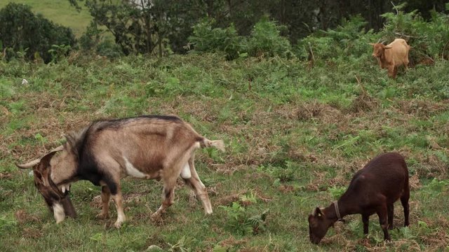 Goats of Picos de Europa near of beach in Asturias in Spain