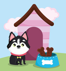 pet shop, little dog with bone collar food and house animal domestic cartoon
