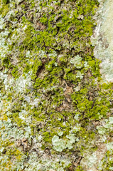 Algae And Lichen On Tree Bark
