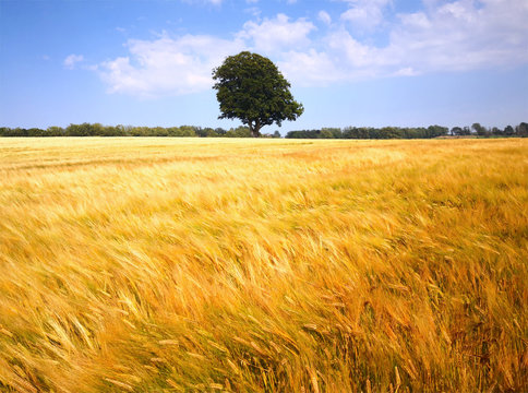 SIngle tree and golden barley field at Pitfour Lake and estate on a sunny summer day.