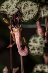 Flower of String of Hearts (Ceropegia woodii)