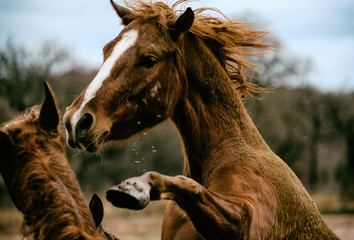 Horses playing or fighting close up in farm field during rainy and muddy winter day.