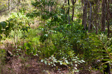 Untouched forest nature in Byron Bay