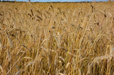 Agricultural landscape - beautiful wheat field of golden ears at harvest time.