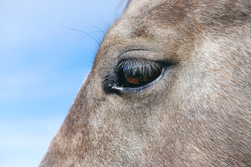 Gray horse shows brown hair close up and eye for equine vision concept.