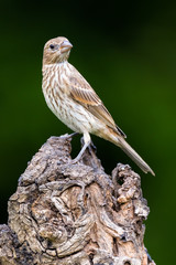 House Finch