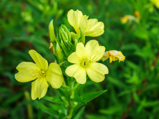 green leafy plant with yellow flowers