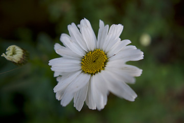 white daisy flower