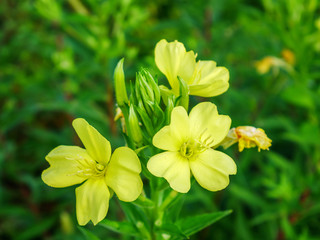 green leafy plant with yellow flowers