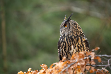 Eurasian eagle-owl on the right side, looking left with copy space for text. Bubo bubo