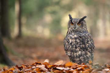 Eurasian eagle-owl on the ground with fallen leaves and smooth light background. Bubo bubo