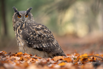 Detail of Eurasian eagle-owl. Closeup big owl in autumn nature. Bubo bubo