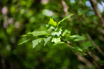 Green branch with defocused blur bokeh view early in the spring