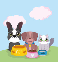 pet shop, cute cat and dogs sitting with food in bowls animal domestic cartoon
